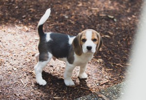 beagle puppy 9 wks-18