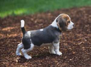 beagle puppy 9 wks-19