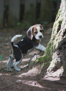 beagle puppy 9 wks-2