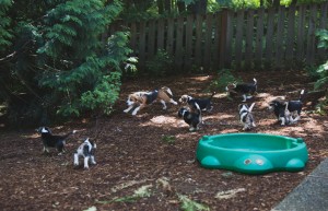 beagle puppy 9 wks-20