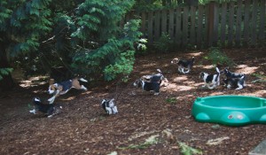 beagle puppy 9 wks-21