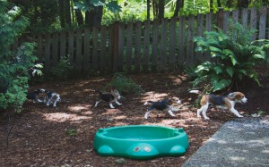 beagle puppy 9 wks-23