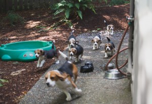 beagle puppy 9 wks-26