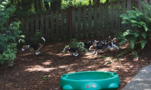 beagle puppy 9 wks-27