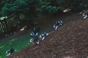 beagle puppy 9 wks-29