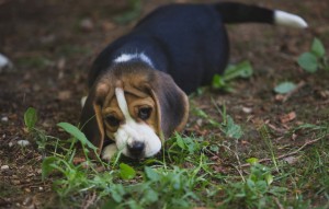beagle puppy 9 wks-3