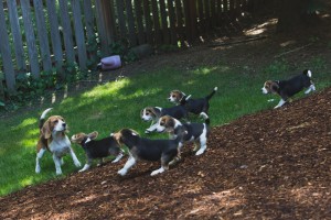 beagle puppy 9 wks-30