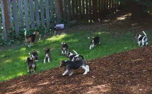 beagle puppy 9 wks-31