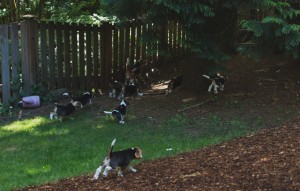 beagle puppy 9 wks-32