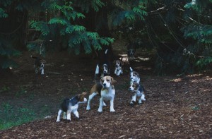beagle puppy 9 wks-34