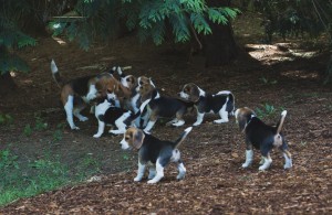 beagle puppy 9 wks-36