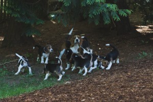 beagle puppy 9 wks-37