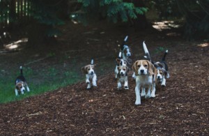 beagle puppy 9 wks-38