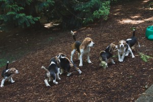 beagle puppy 9 wks-39