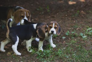 beagle puppy 9 wks-4
