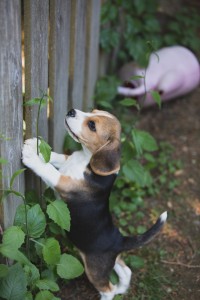 beagle puppy 9 wks-5