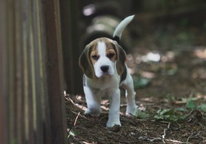 beagle puppy 9 wks-6