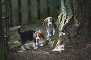 beagle puppy 9 wks-7