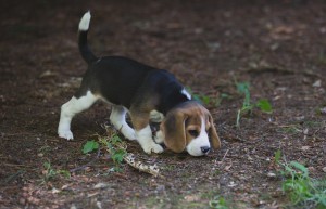 beagle puppy 9 wks-8