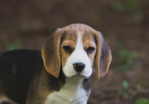 beagle puppy 9 wks-9