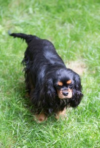 cavalier king charles pregnant-1