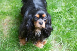 cavalier king charles pregnant-2