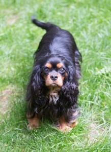 cavalier king charles pregnant-3