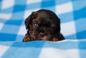 cavalier puppies 3 weeks-1