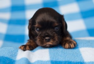 cavalier puppies 3 weeks-10