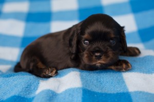 cavalier puppies 3 weeks-11