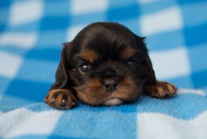 cavalier puppies 3 weeks-13