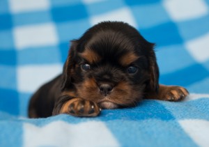 cavalier puppies 3 weeks-14