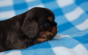 cavalier puppies 3 weeks-15