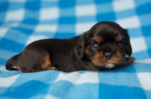 cavalier puppies 3 weeks-16