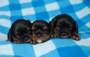 cavalier puppies 3 weeks-17