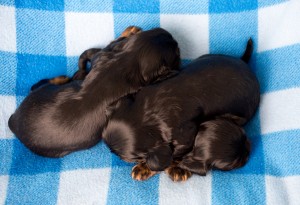 cavalier puppies 3 weeks-19