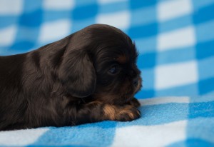 cavalier puppies 3 weeks-2