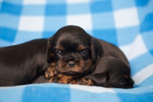 cavalier puppies 3 weeks-20