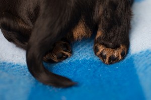 cavalier puppies 3 weeks-21