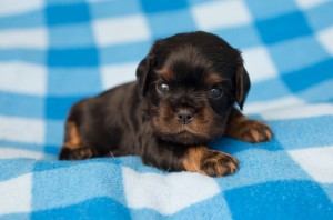 cavalier puppies 3 weeks-5