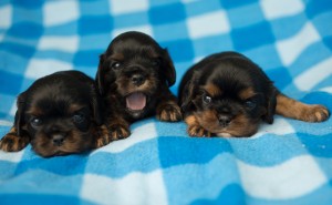 cavalier puppies 3 weeks-6