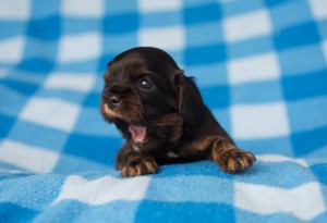 cavalier puppies 3 weeks-7