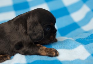 cavalier puppies 3 weeks-8