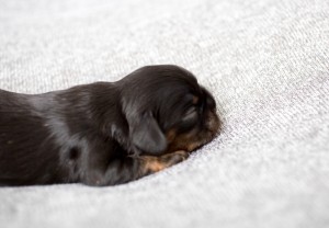 cavalier puppy 1week-1