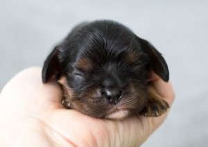 cavalier puppy 1week-10