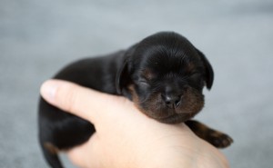 cavalier puppy 1week-11