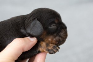 cavalier puppy 1week-12