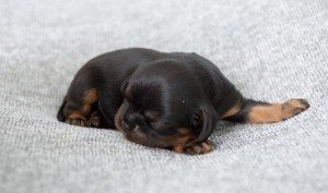 cavalier puppy 1week-13