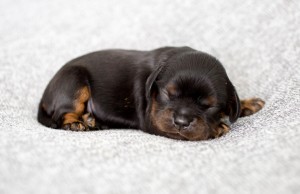 cavalier puppy 1week-15