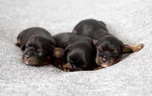 cavalier puppy 1week-16